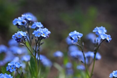 Blue flowering flower nature photo