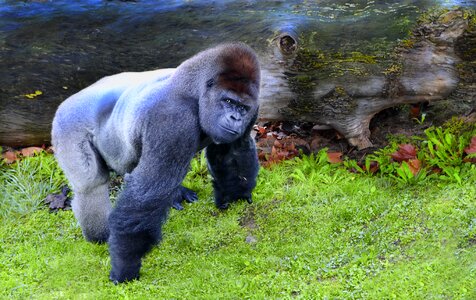 Macaco primate africa