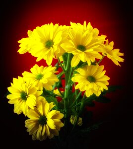 Bright bouquet marguerite