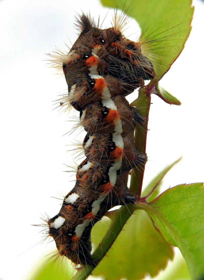 Insect datailaufnahme macro photography