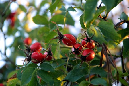 Wild rose foliage autumn gold