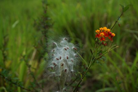 White plant fluffy