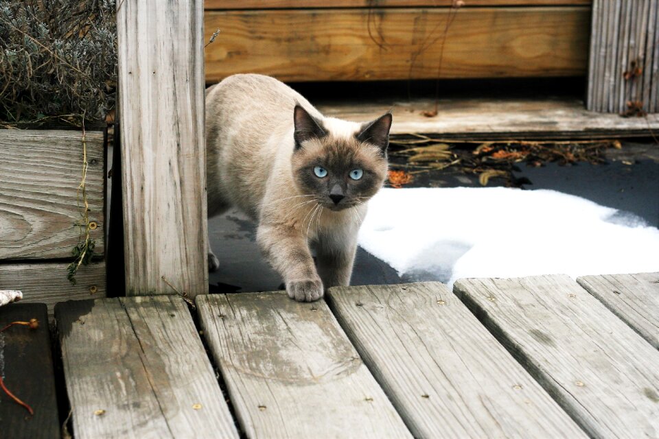 Cat thai cat siamese cat photo