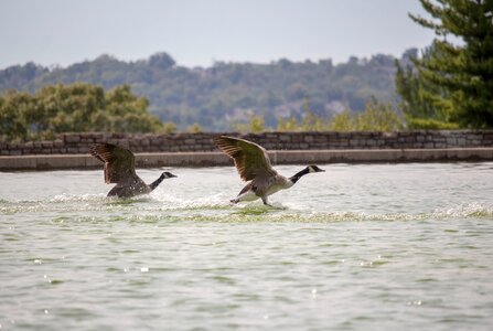 River bird geese