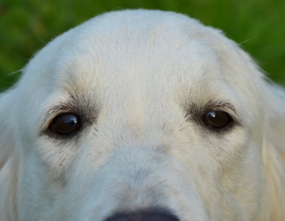 Domestic animal big dog sweet nice