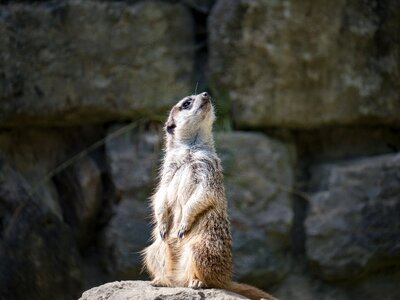 Animals zoo tiergarten