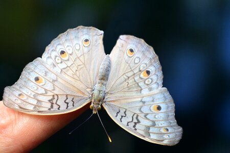 Insect nature animal