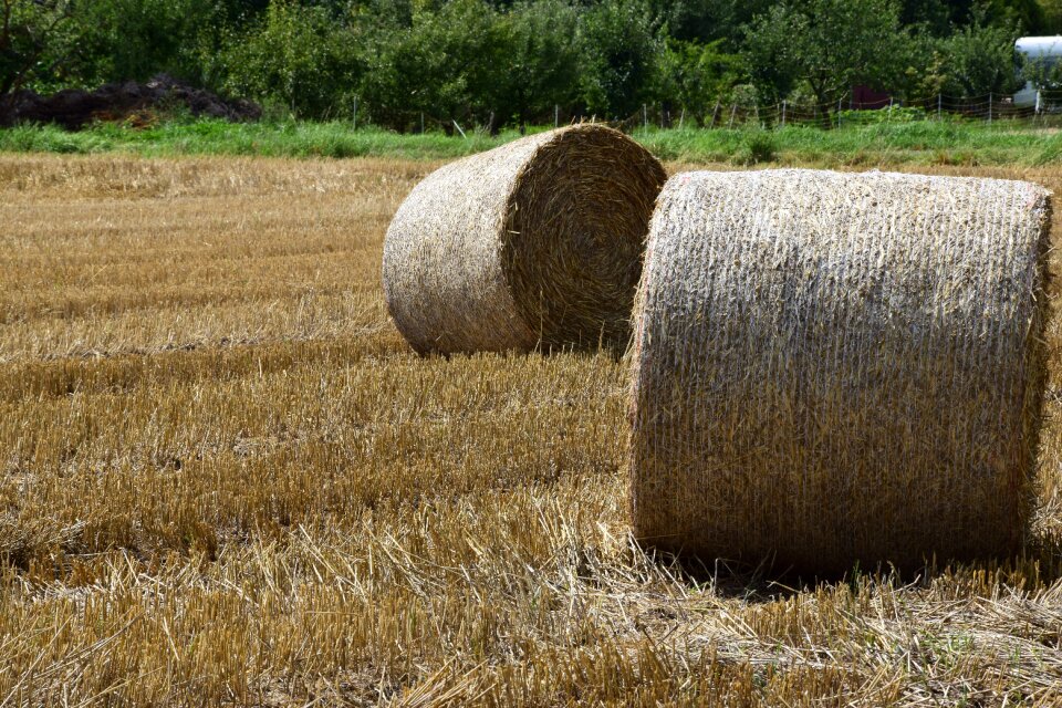 Straw bales autumn harvest