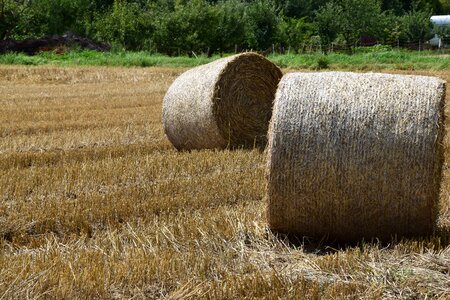 Straw bales autumn harvest