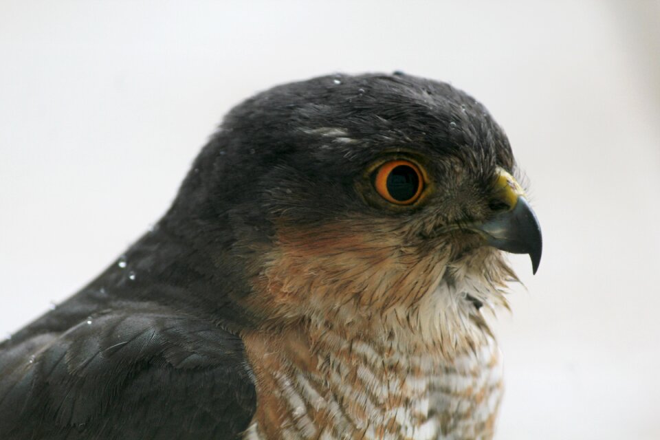 Pen beak animal portrait