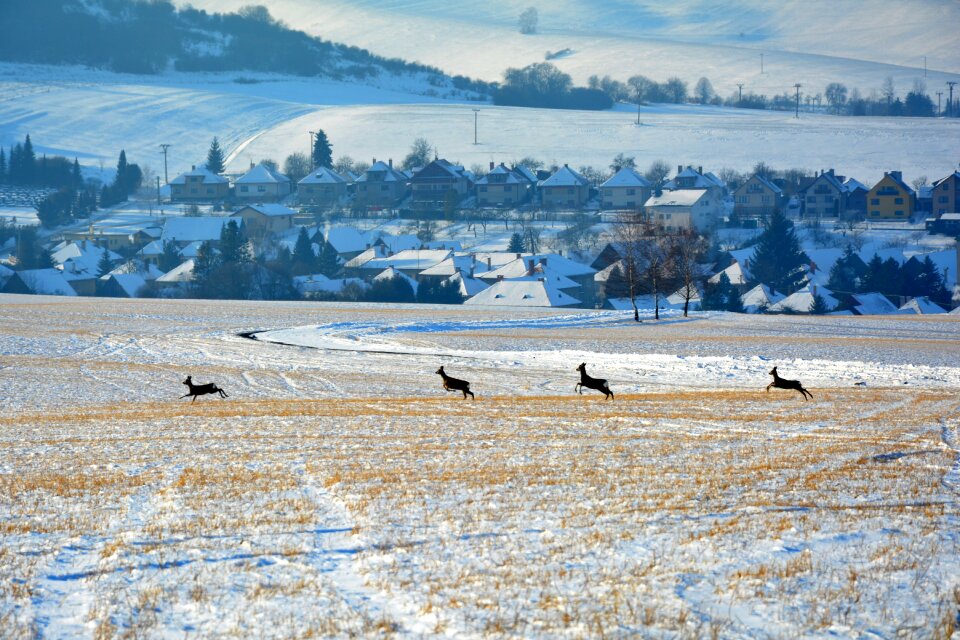 Slovakia icing country