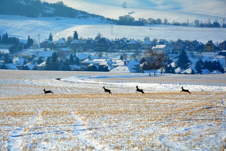 Slovakia icing country
