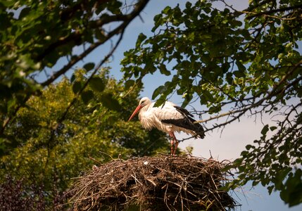 Nature storks animal picture