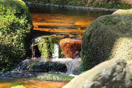 Nature murmur bubble