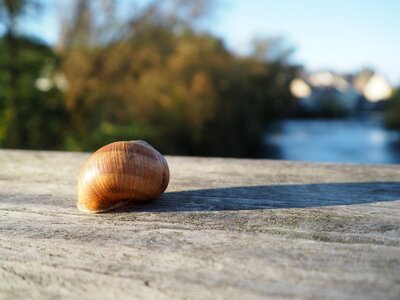 Snail shells close up spiral photo