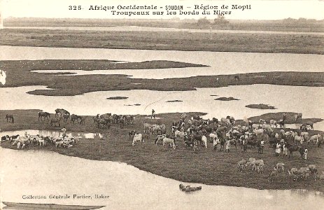 Région de Mopti-Troupeaux sur les bords du Niger (AOF)