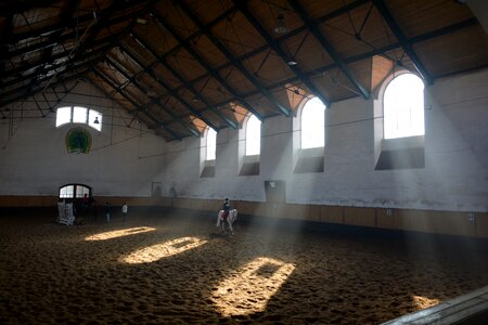 Stallions animal run