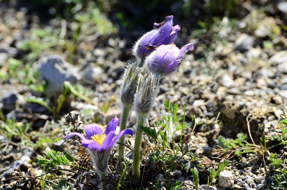 Nature reserve nature violet