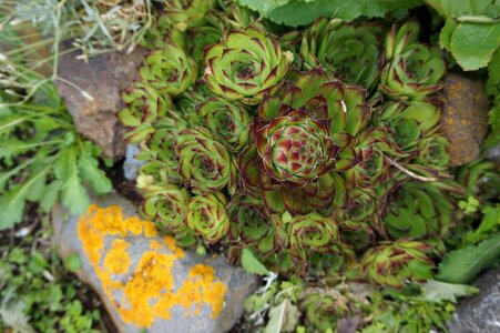 Succulents chicks hens