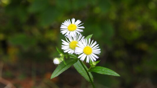 Bloom flower nature