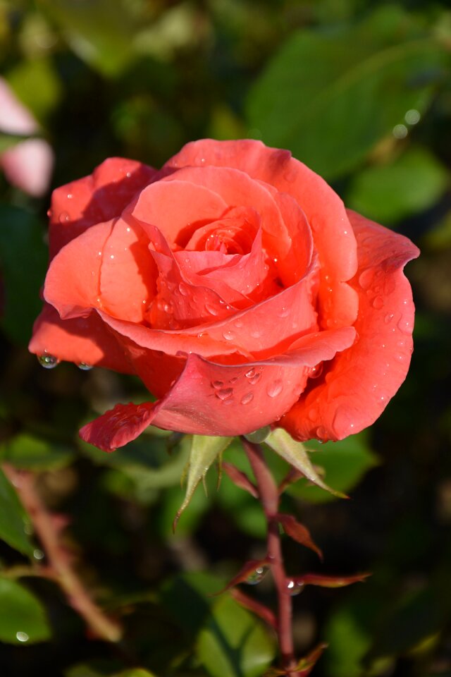 Nature garden red