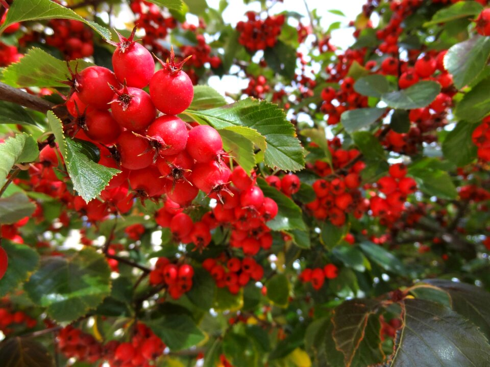 Nature branch plants