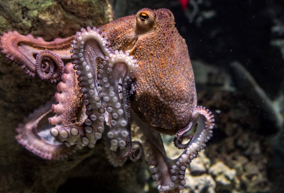 Tropical immersed octopus