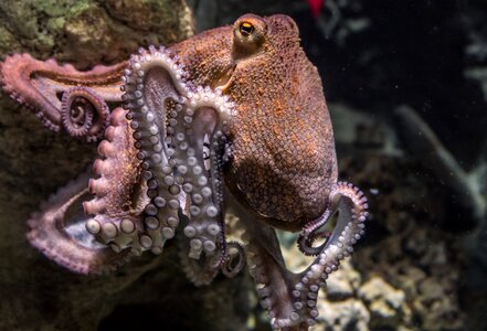 Tropical immersed octopus