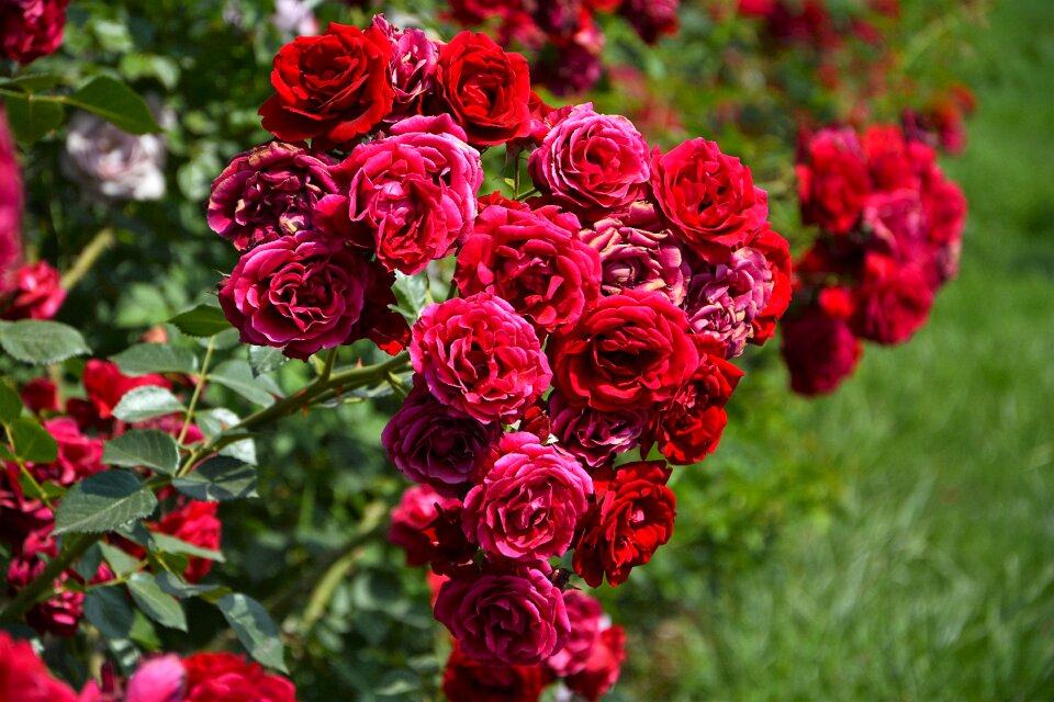 Nature garden red