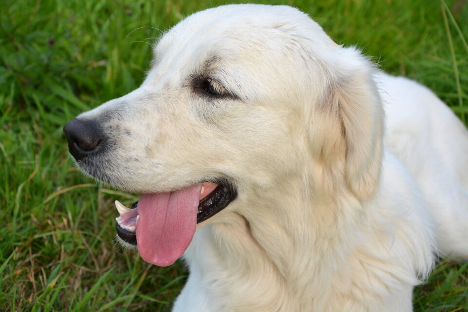 Golden retriever animal open mouth