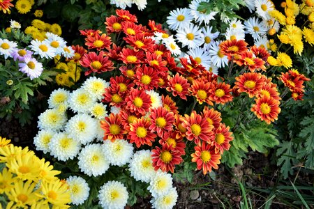Flowers plant macro