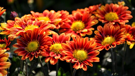 Flowers plant macro photo