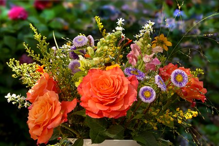 Colorful roses orange