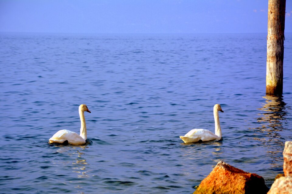 Water follow tranquility