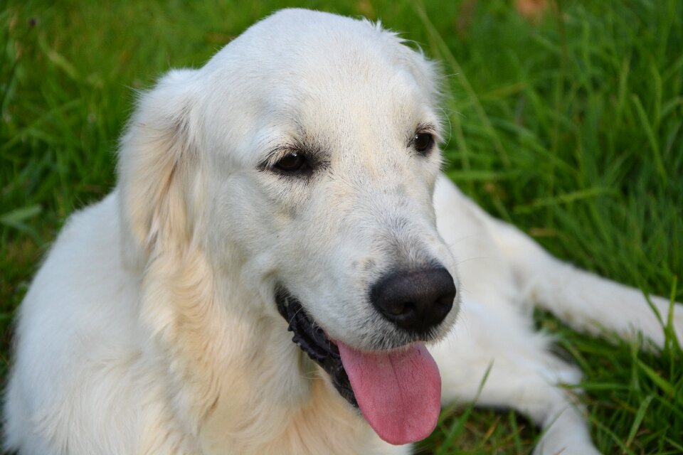 Calm female soft domestic animal