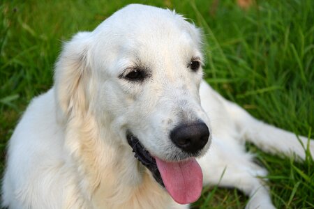 Calm female soft domestic animal photo