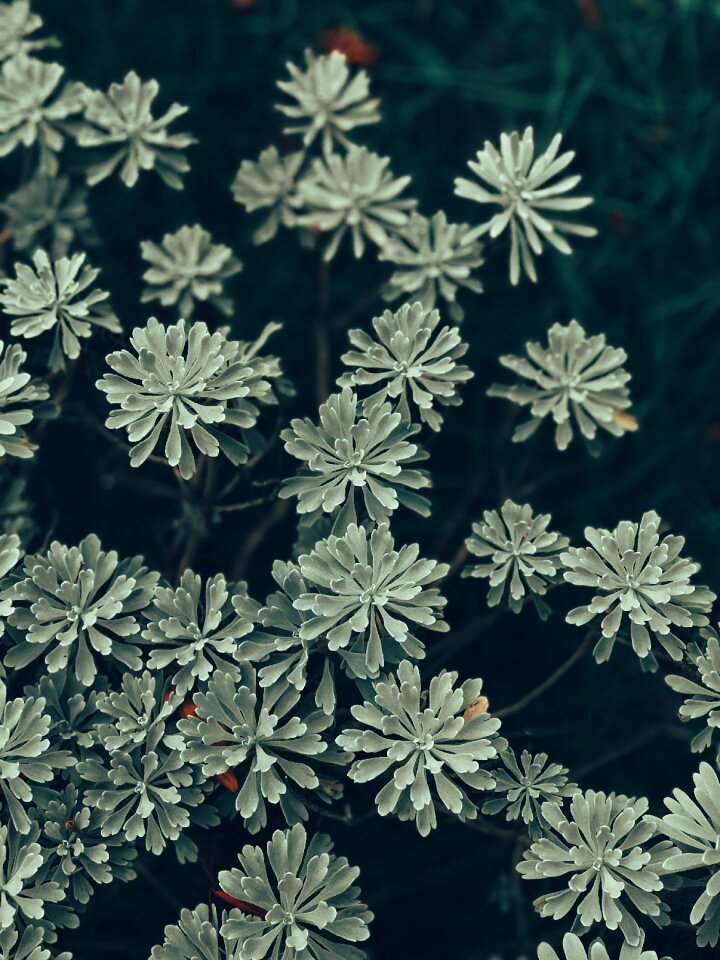 Bush flower floral