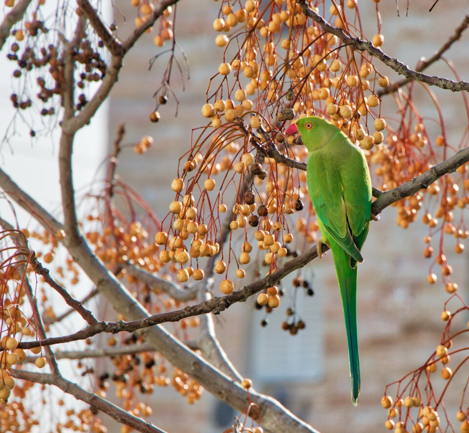 Nature flora outdoors