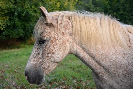 Portrait profile head horse mane