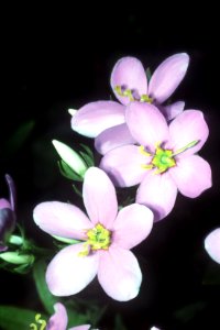 Sabatia angularis NRCS-1