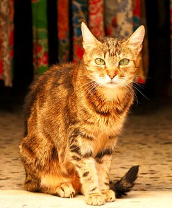 Cat feline portrait