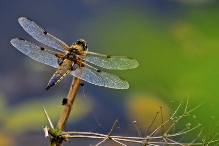 Odonata insect wildlife