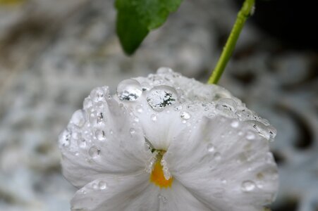 Sheet white flower
