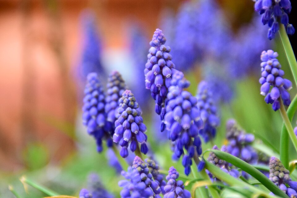 Season garden grape hyacinth