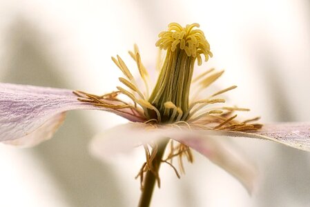 Background close up growth
