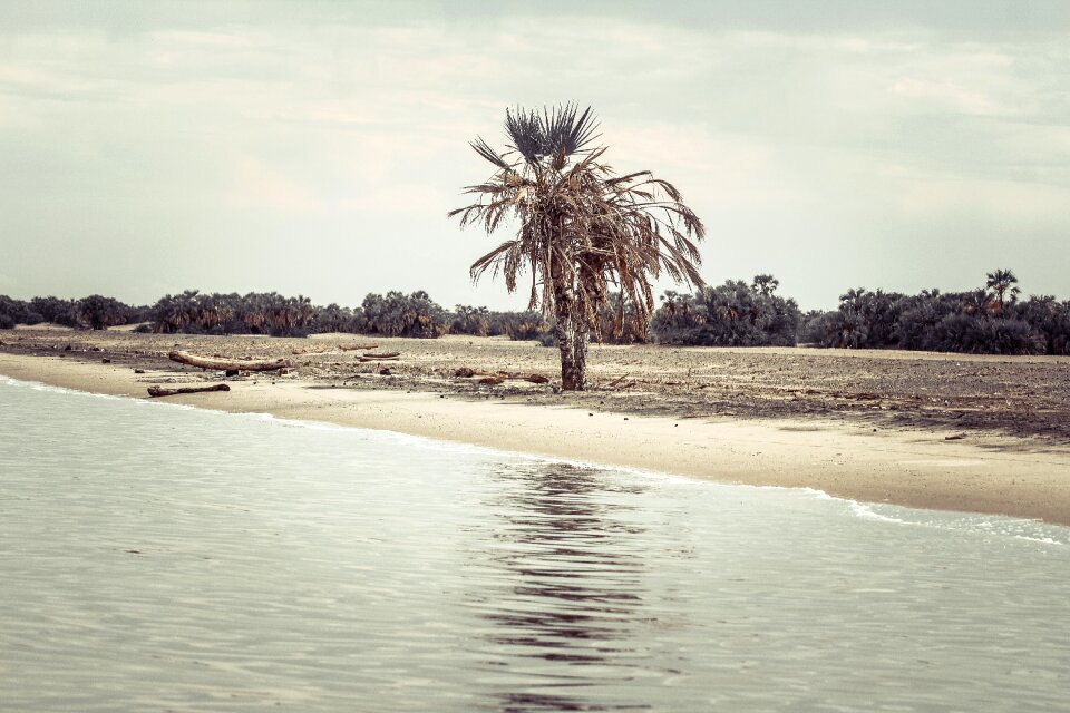 Sand tree beach