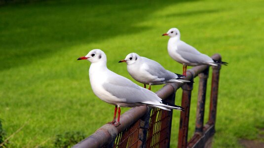 Outdoors wildlife friendship photo