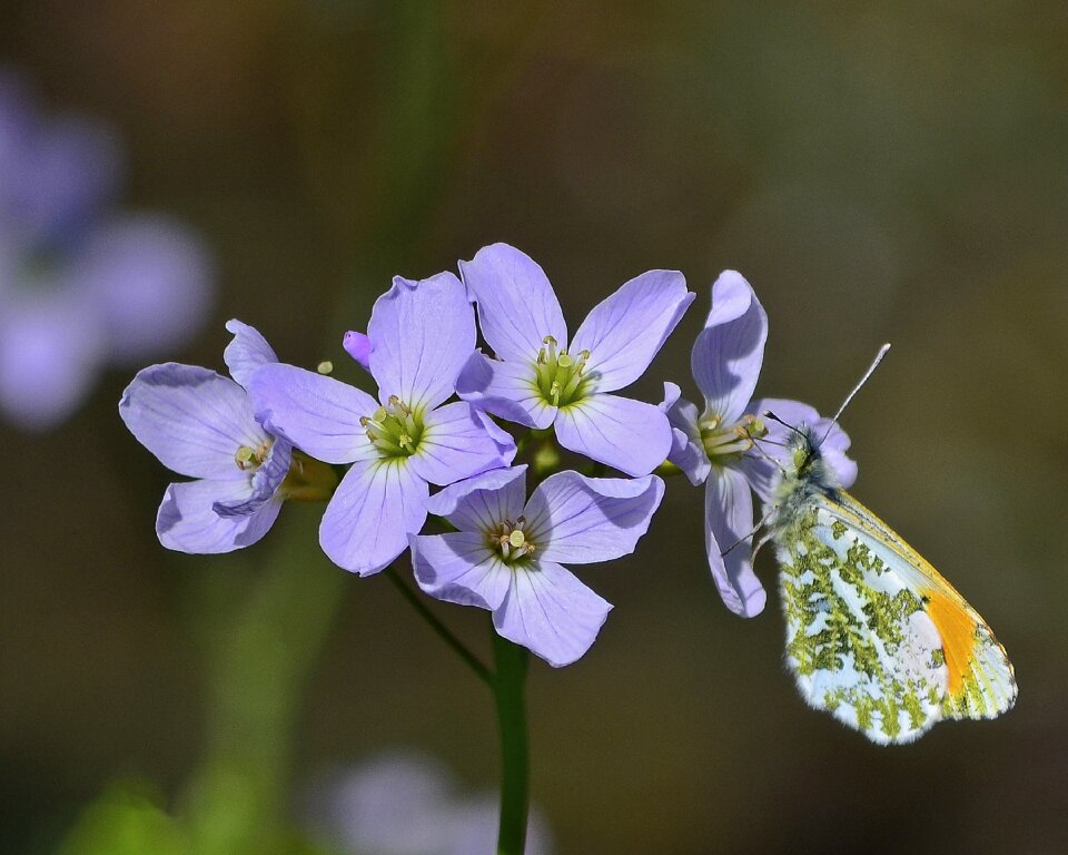 Tip wildlife lepidoptera