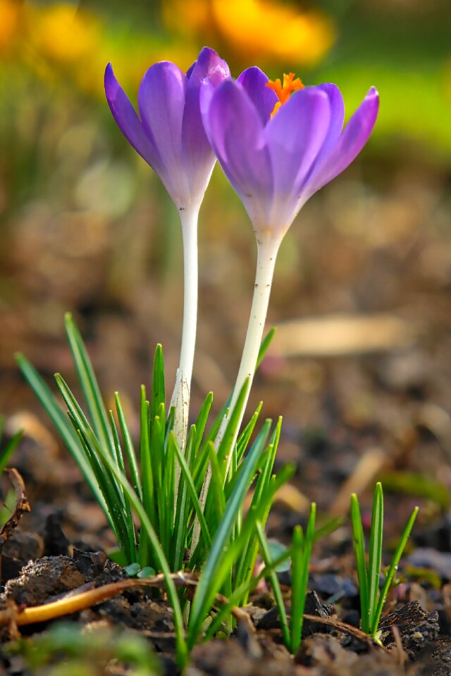 Growth grass crocus