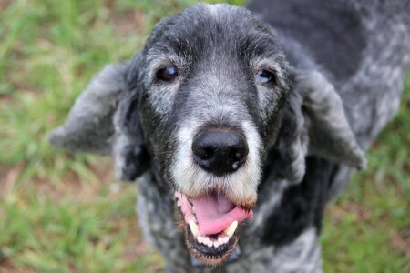 Old dog pet canine photo